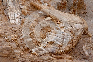 Fossil bones