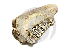 Fossil bones of an animal