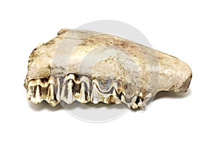 Fossil bones of wild boar