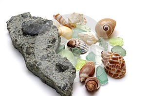 Fossil brachiopods and shells.