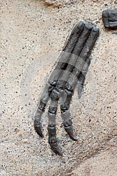 Fossil claw