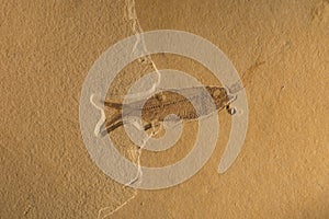 Fossil photo