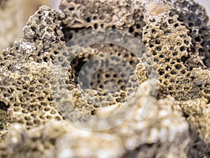 Fossil coral close up from tertiary period.