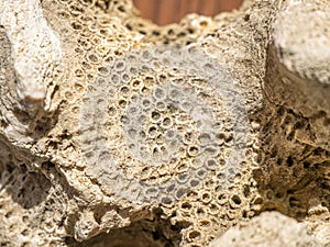 Fossil coral close up from tertiary period.