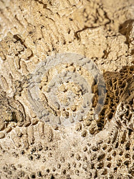 Fossil coral close up from tertiary period.