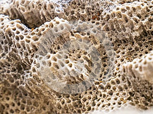 Fossil coral close up from tertiary period.