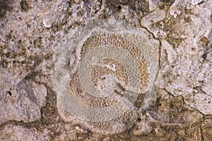 Fossil coral on Fregate 2
