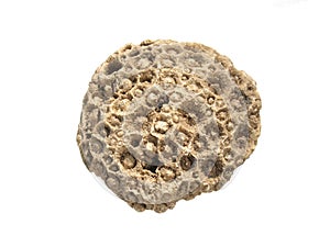 Fossil coral Lithostrotionella photo