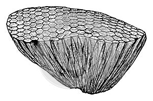 Fossil Coral, vintage illustration photo