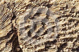 Fossil corals of the Red Sea.