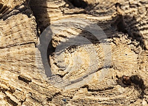 Fossil corals of the Red Sea.