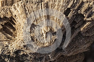 Fossil corals of the Red Sea.