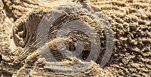 Fossil corals of the Red Sea.