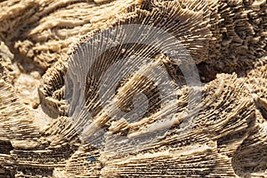 Fossil corals of the Red Sea.