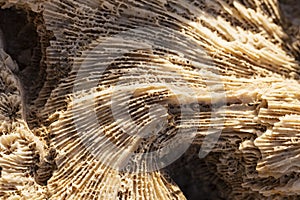 Fossil corals of the Red Sea.