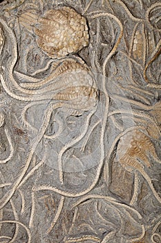 Fossil Crinoid (Uintacrinus socialis)
