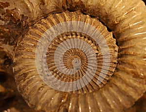 Fossil of a crustacean, background, natural minerals texture unique