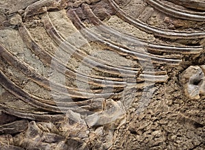 Fossil Detail