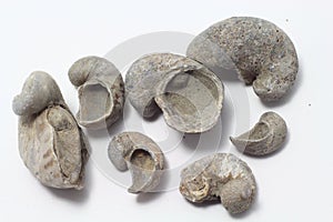 Fossil Devil's Toenail oysters