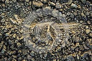 Fossil Dinosaur