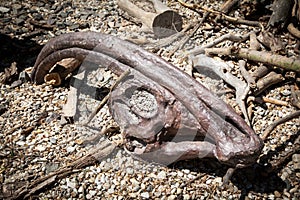 Fossil of dinosaur photo