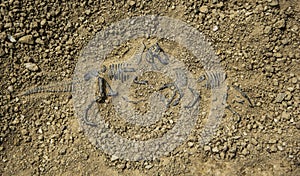 Fossil dinosaur fight photo
