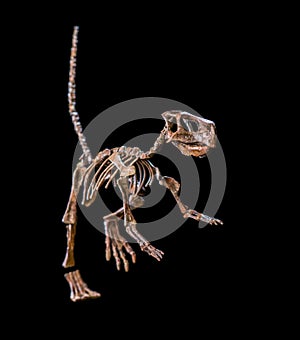 Fossil dinosaur skeleton