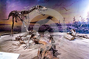 Fossil Exhibit in Royal Tyrrell Museum