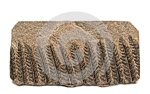 Fossil Fern Polymorphopteris