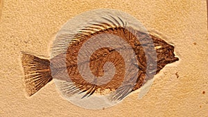 Fossil fish