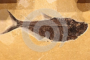 Fossil fish