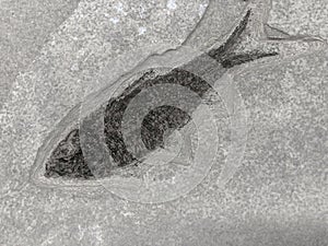 Fossil Fish Diving on a Textured Background