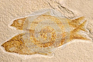 Fossil fish (Eocene) photo