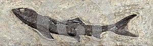 Ancient fossil. Fossil fish Eocene Green River Formation photo