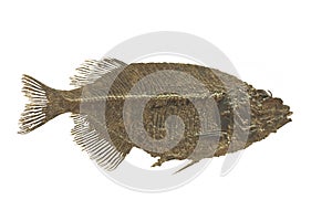 Fossil fish isolated.