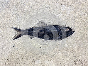 Fossil fish pattern in limestone