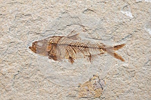 Fossil fish