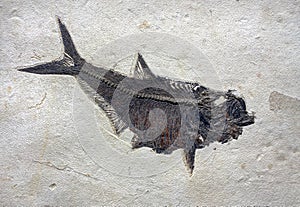 Fossil fish in Sandstone. Sea-life in stone fossil