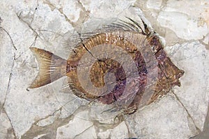 Fossil of fish