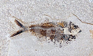 Fossil of fish