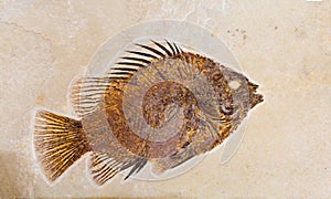 Fossil of fish