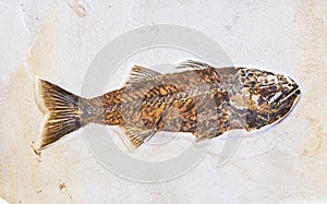 Fossil of fish