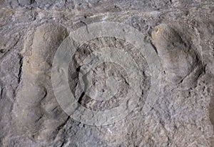 Fossil footprints by Australopithecus afarensis
