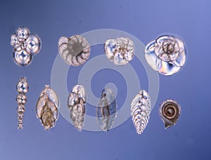 Fossil foraminifera chamberlings photo