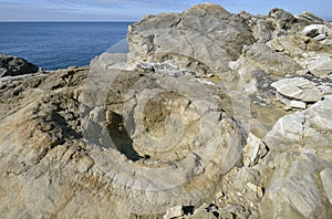 Fossil Forest