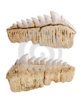 Fossil fossilized shark teeth. Isolated