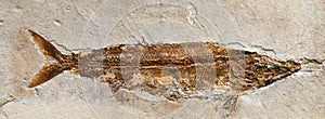 Fossil of Furo microlepidotus, an extinct fish from the Jurassic period.