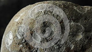 Fossil of a Gastropoda / gastropod