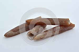 Fossil guards of belemnites.