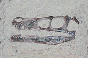 Fossil head of a velociraptor dinosaur with sharp theeth